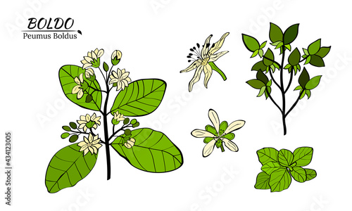 Boldo peumus boldus, culinary, aromatic and medicinal plant. Set of branches, leaves and flowers of a boldo. Botanical illustration. Tropical plant.