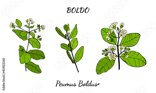 Boldo peumus boldus, culinary, aromatic and medicinal plant. Set of branches, leaves and flowers of a boldo. Botanical illustration. Tropical plant.
