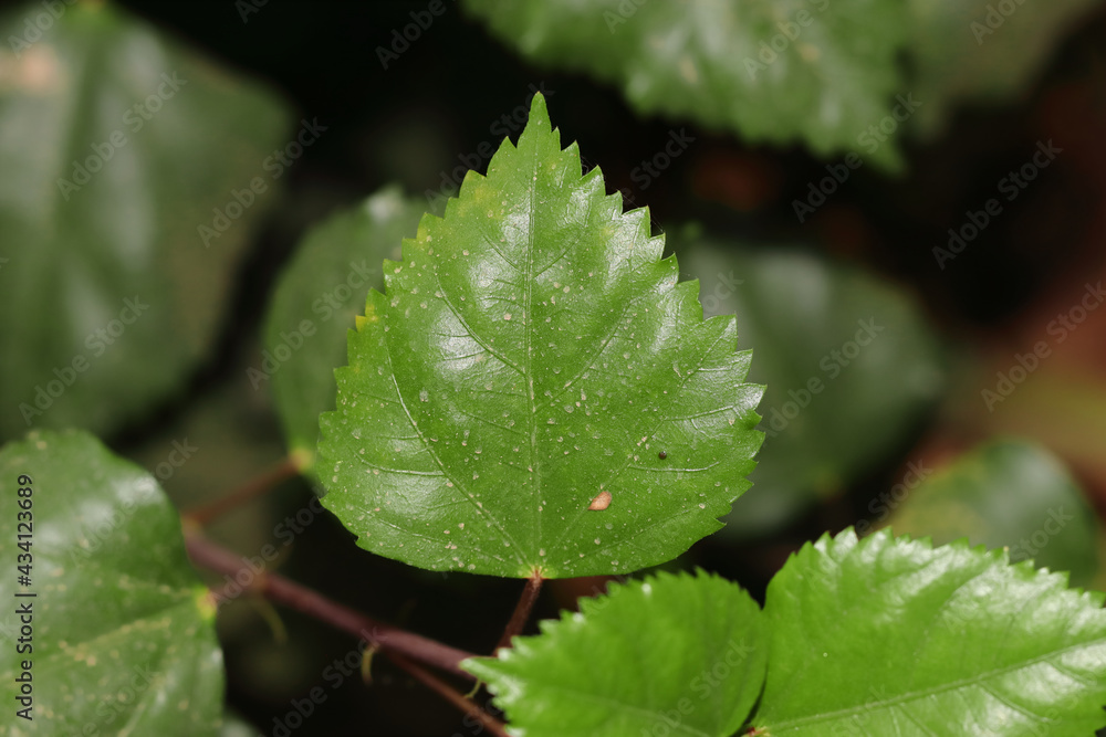 green leaf of hibiscus flower plant in the garden green leaf of hibiscus flower plant in the garden