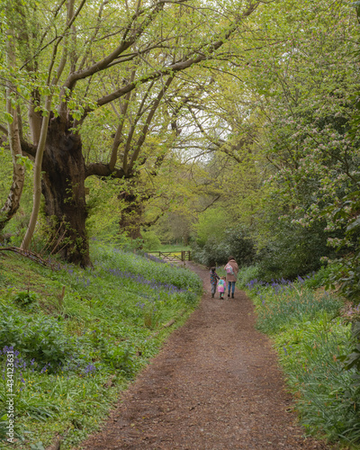 path in the woods