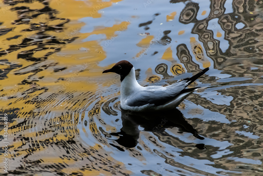 Fototapeta premium black headed gull