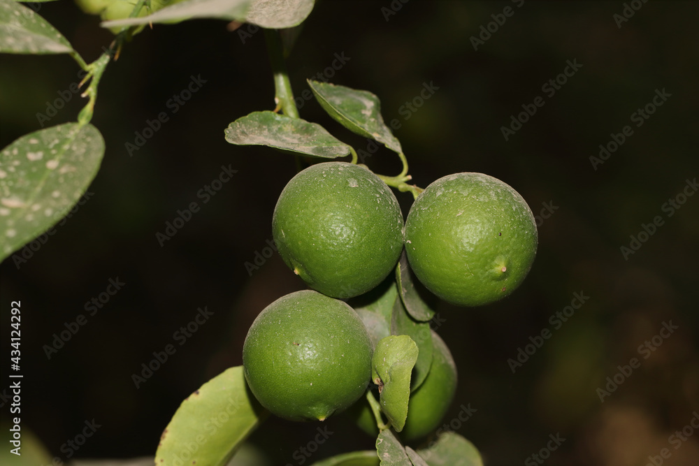 green ripe lemon Fruits group hanging from tree branch