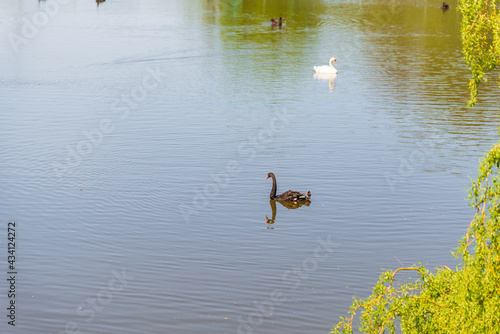 Black and white swans on the lake