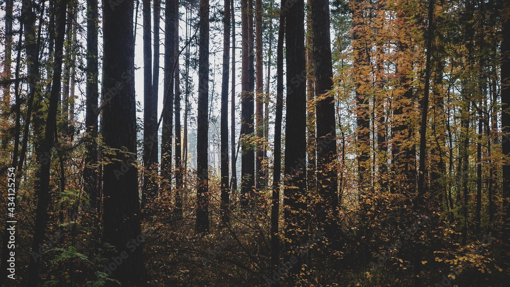 Trees in the autumn cold forest