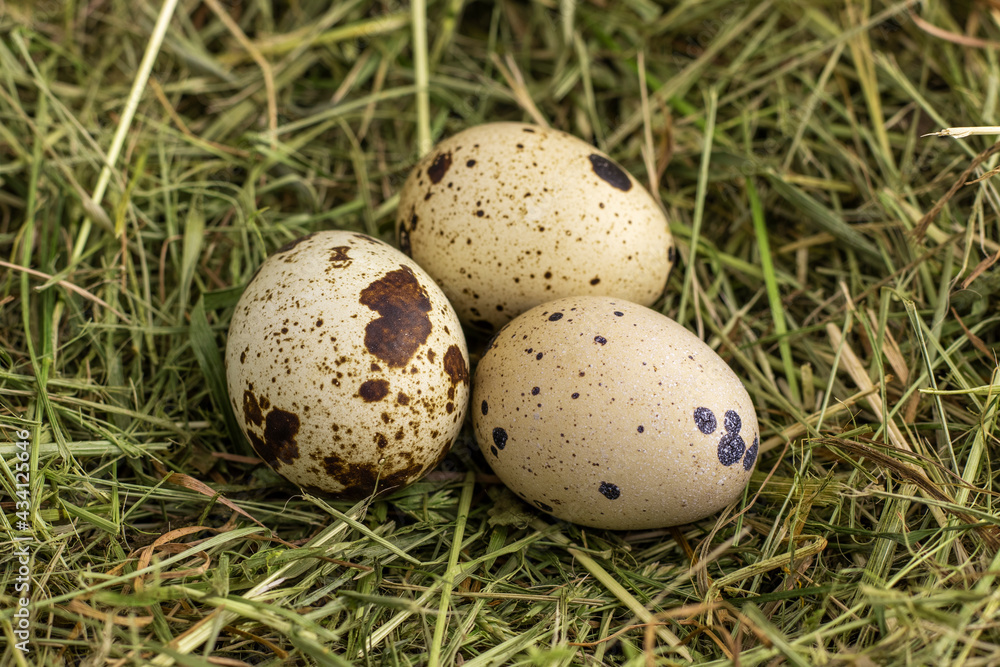 Free-range quail eggs in a hay nest. Three organic farm eggs. Free-range quail eggs in a hay nest. Three organic farm eggs.