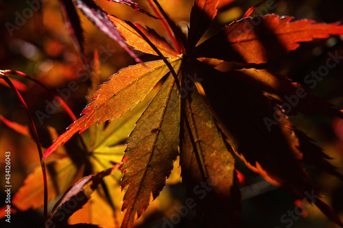 Japanese Maple leaves in autumn colours photo