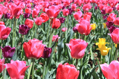 A field of pink tulips outdoors in the city park  beautiful flowers background in bloom during the spring season in the month of May. Colorful petals and green freshness of blossoming.