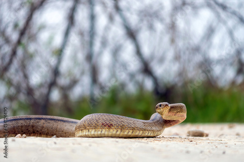 natural scenery, ladder snake crawling in its natural habitat