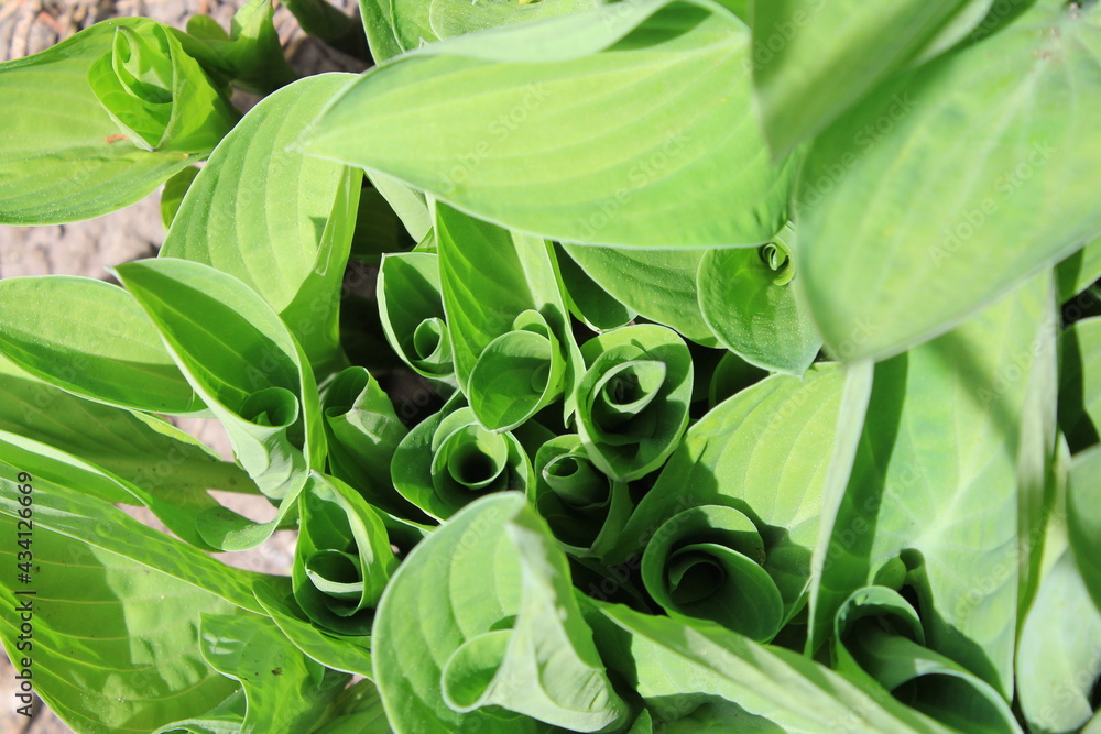 Obraz premium Lily of the valley fresh green leaves rolled in May, during the spring season on a sunny day.