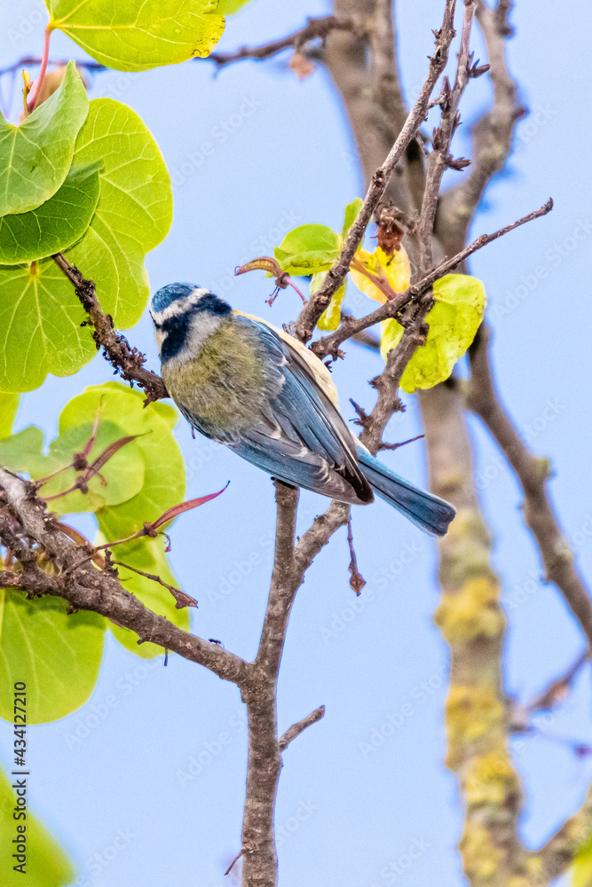 blue tit perched on a tree branch blue tit perched on a tree branch