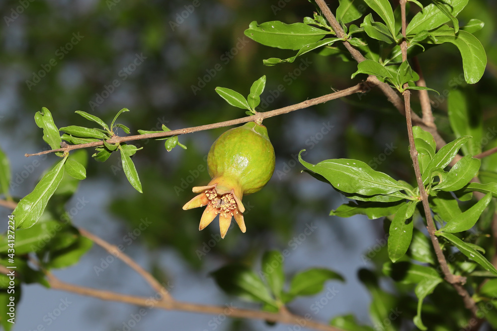 unripe green fresh fruit of pomegranate growing on plant in the garden farm