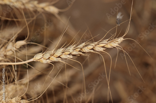 Selective focus shot of ripe wheat ears