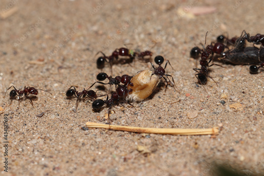 Several ants following ant pathway, Several ants carrying a piece of wheat seed Several ants following ant pathway, Several ants carrying a piece of wheat seed