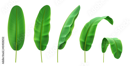 Different positions of tropical banana plant leaves, isolated leaf and foliage of jungles and rainforests. Exotic blooming and flowering, tropical nature and vegetation. Realistic vector illustration