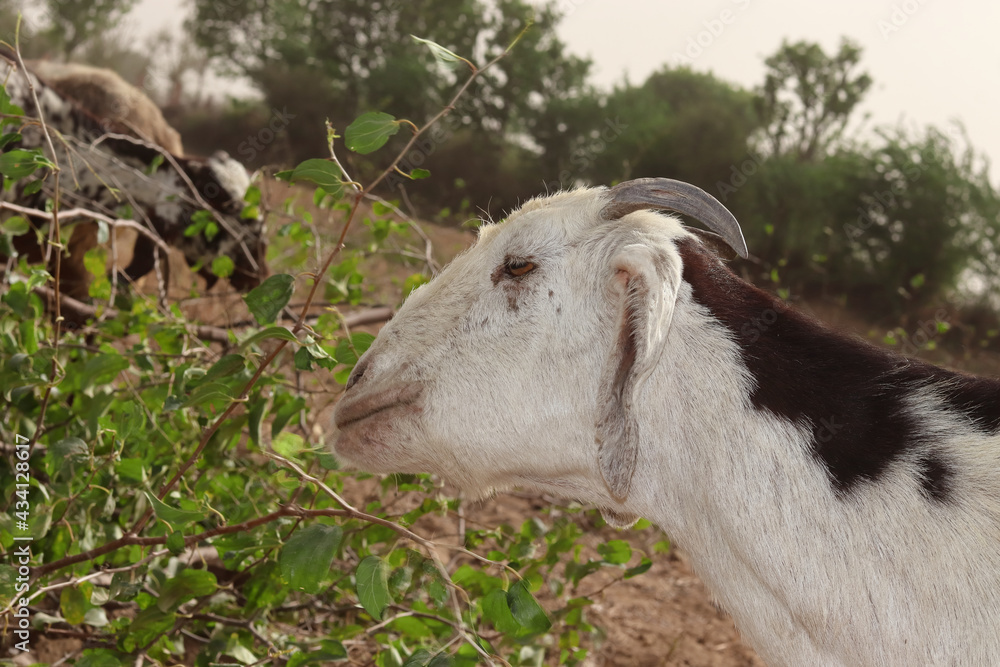Goat grazing on green filed Goat grazing on green filed