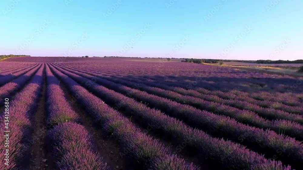 Dron sobrevolando matas de Lavanda cerca del suelo Dron sobrevolando matas de Lavanda cerca del suelo