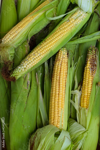 Peeled and semi-peeled corn on the cob. Lots of corn, some peeled some unpeeled. Background of corn on the cob.