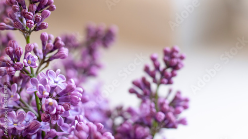 Decorative composition with a Bouquet of lilacs. Clay cup of tea and chocolate cake. A bouquet of lilacs in a vase. Spring floral background with lilacs in the interior. 