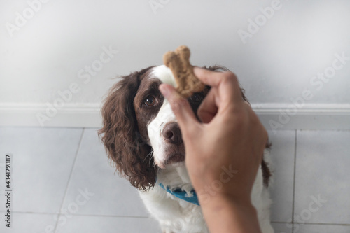 Senior dog waiting for a cookie reward after taking his pills