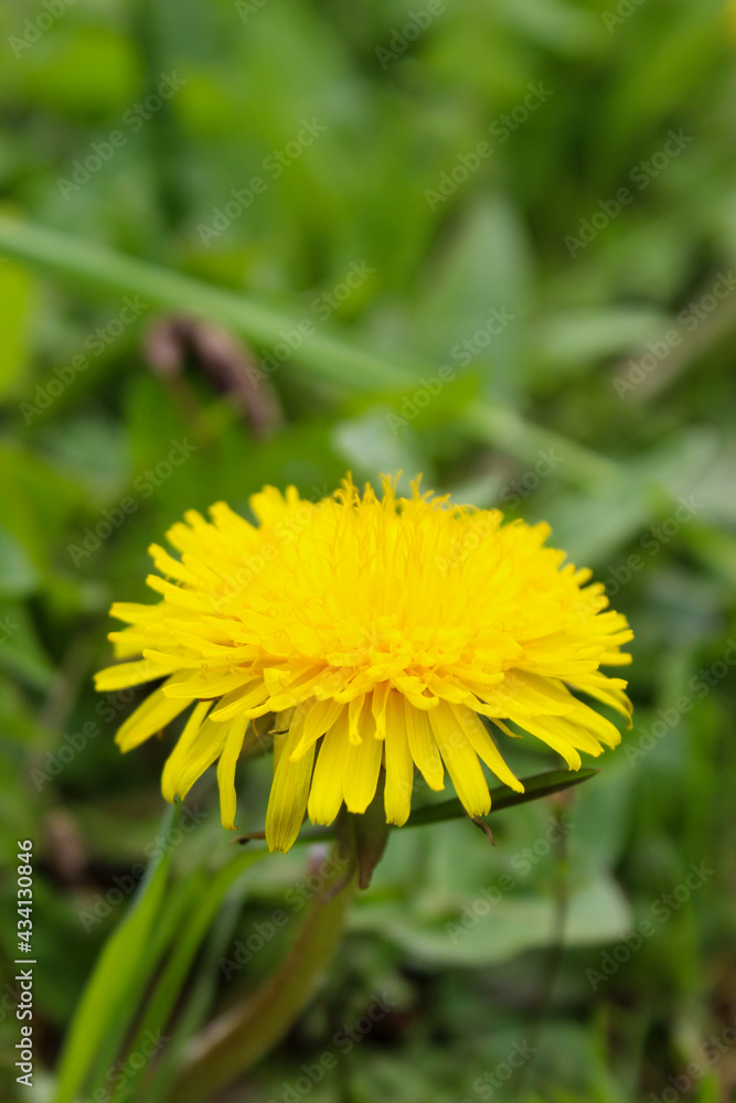 Yellow dandelion flower up close. Yellow dandelion flower among the grass. Taraxacum officinale, the dandelion or common dandelion. Yellow dandelion flower up close. Yellow dandelion flower among the grass. Taraxacum officinale, the dandelion or common dandelion.
