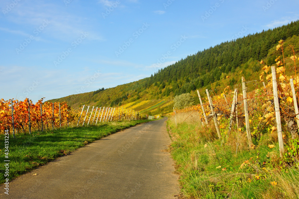 Weinlandschaft bei Burg an der Mosel
