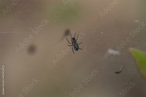 Bowl and Doily Spider on Web  photo