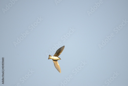 Swallow flying 
