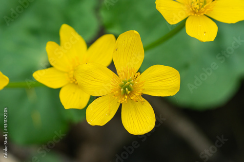 Marsh Marigold Flowers in Springtime