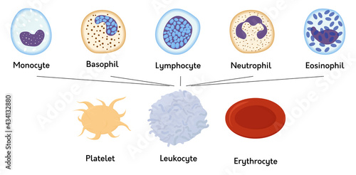 Blood cells. formed elements of blood. Platelets or thrombocytes, white and red cells. Lymphocytes and erythrocytes.