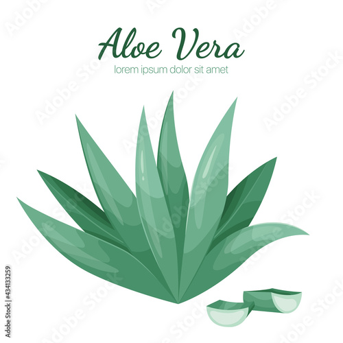 Aloe vera cartoon illustration on isolated background. Vector illustration 