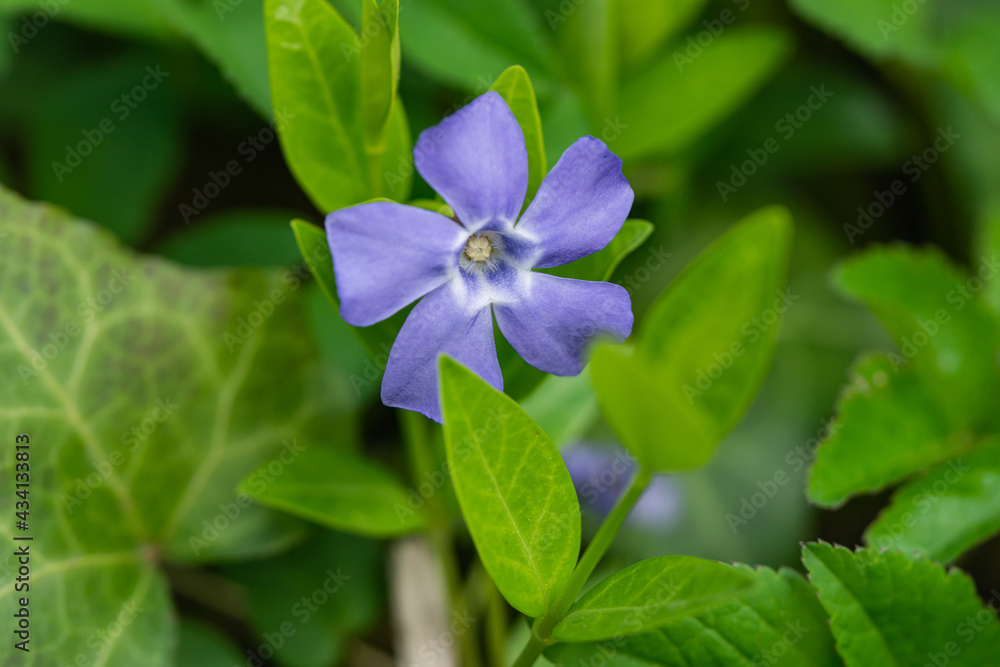 Lesser Periwinkle Flowers in Springtime Lesser Periwinkle Flowers in Springtime