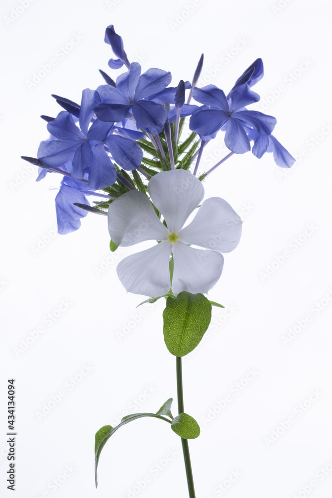 forget me not forget me not