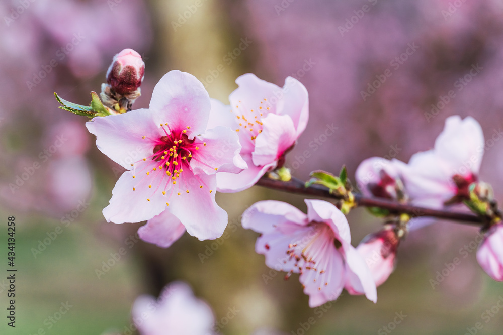 Spring flowering of peaches in the fruit fields in the village of Aitona, Lleida, Spain. Spring flowering of peaches in the fruit fields in the village of Aitona, Lleida, Spain.
