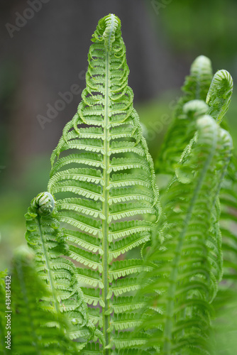 Beautiful fragile fern leaf, ornamental foliage. Natural floral fern background