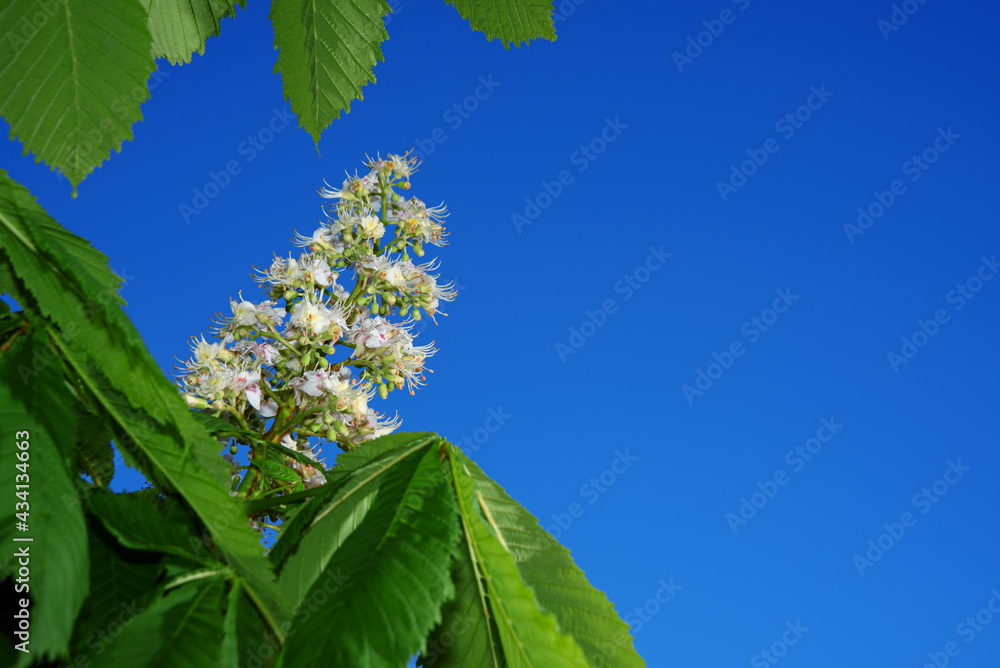 Blooming horse chestnut branch against clear blue sky. Spring horse-chestnut blossom. Symbol of Kyiv. Copy space.