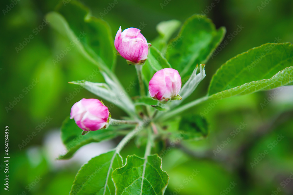 Blooming apple tree in spring. Pink apple buds close-up Blooming apple tree in spring. Pink apple buds close-up