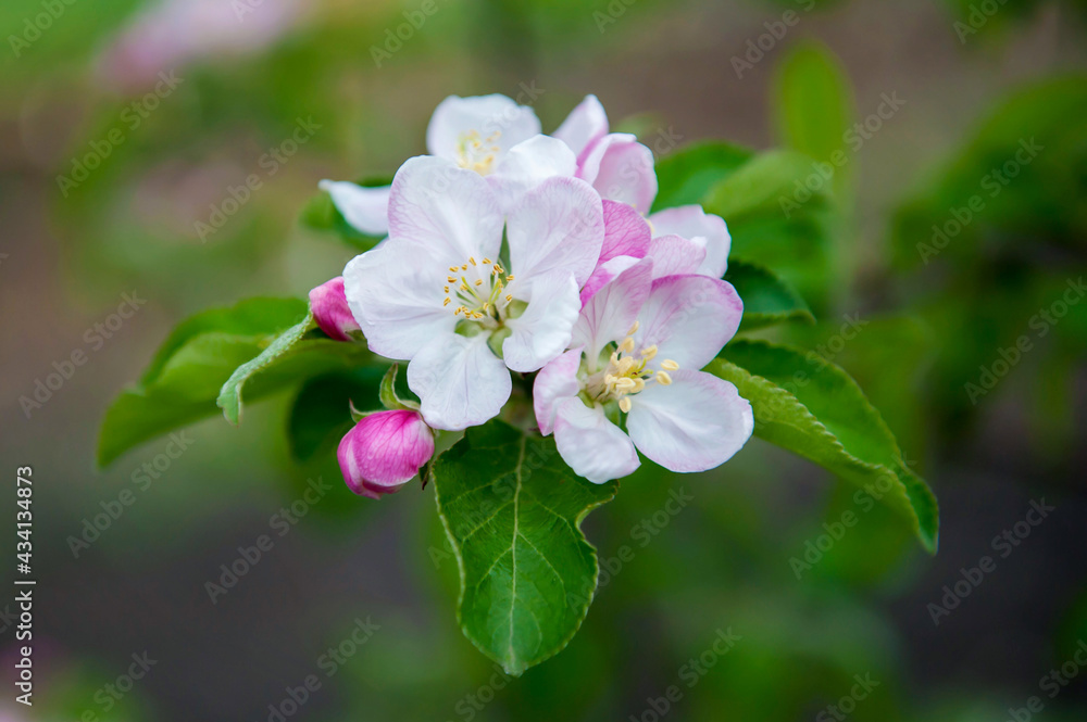 Blooming apple tree in spring. White and pink flowers of apple tree close-up