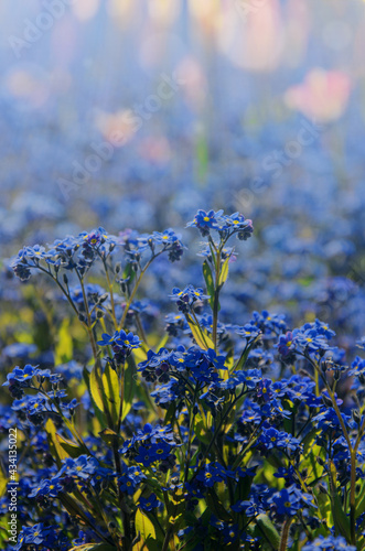 Obraz na płótnie Forget-me-not flowers. Blooming blue florets. Summer background. Copy space. w salonie