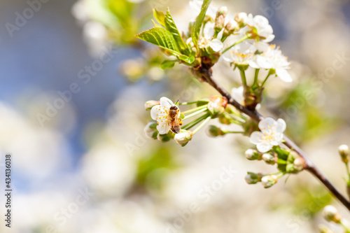 Fotobehang Closeup photo of a bee collects nectar from a fruit cherry tree flower