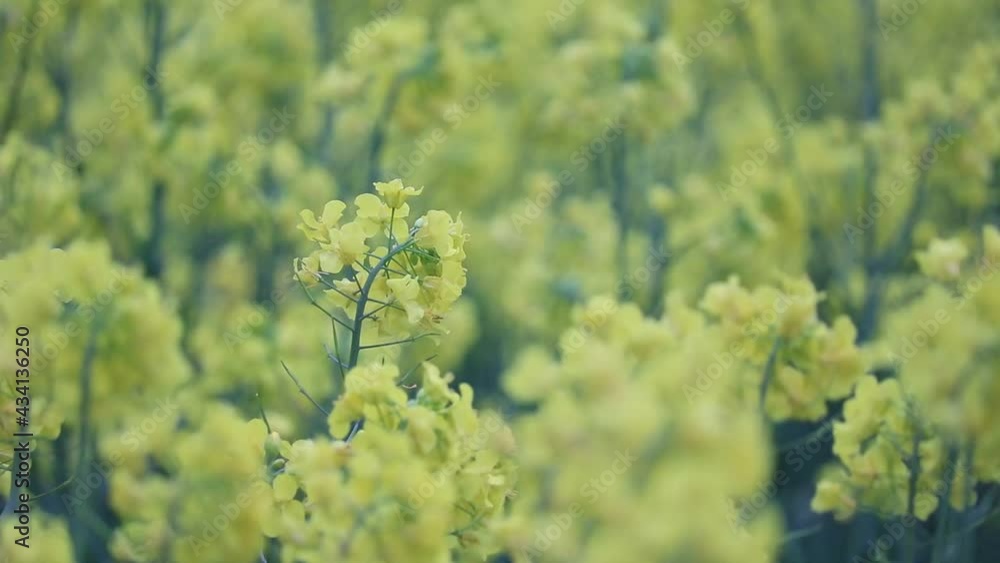 風に揺れる菜の花 風に揺れる菜の花