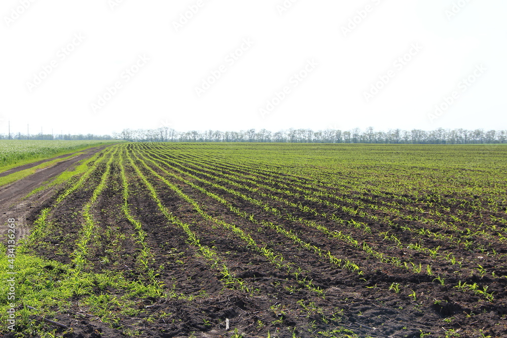 Agricultural field with small corn sprouts Agricultural field with small corn sprouts