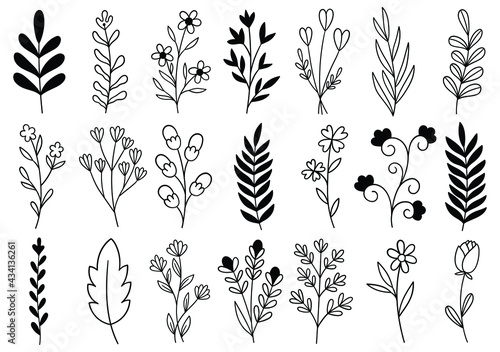 collection forest fern eucalyptus art foliage natural leaves herbs in line style. Decorative beauty elegant illustration for design hand drawn flower