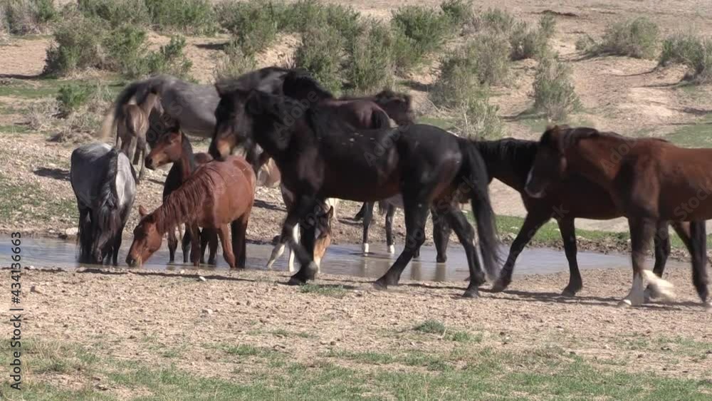 Wild Horses at a Utah Desert Waterhole Wild Horses at a Utah Desert Waterhole