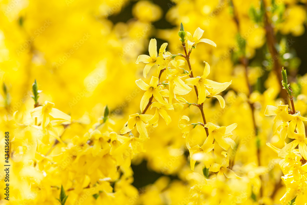 Spring bright yellow of blooming forsythia