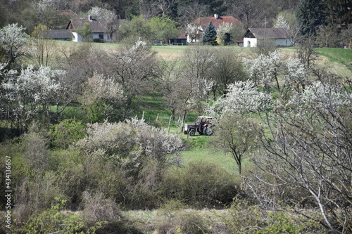 alter Traktor im Frühling zwischen blühenden Bäumen