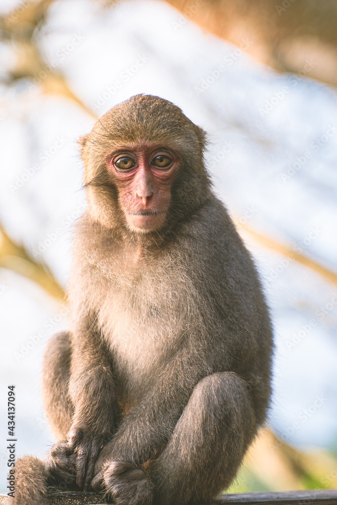 Naklejka premium A Formosan macaque lives in Shoushan National Nature Park of Kaohsiung city, Taiwan, also called Macaca cyclopis.