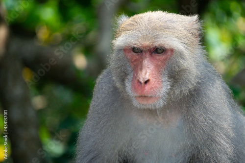 A Formosan macaque lives in Shoushan National Nature Park of Kaohsiung city, Taiwan, also called Macaca cyclopis. 