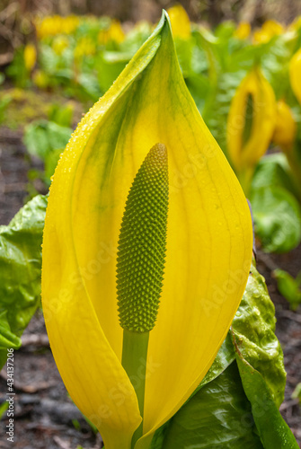 A spring 3 shot HDR image of the Western Skunk Cabbage ,Lysichiton americanus, also called Yellow Skunk Cabbage, Scotland.