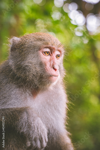 A Formosan macaque lives in Shoushan National Nature Park of Kaohsiung city  Taiwan  also called Macaca cyclopis. 