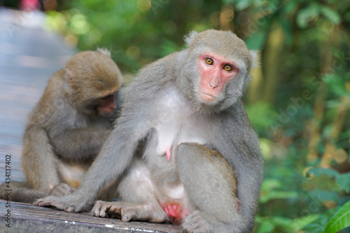 Two Formosan macaques live in Shoushan National Nature Park of Kaohsiung city, Taiwan, also called Macaca cyclopis. © Grovic